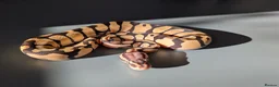 Python Snake reptiles for sale: Pastel Desert Ghost  - Advert 2