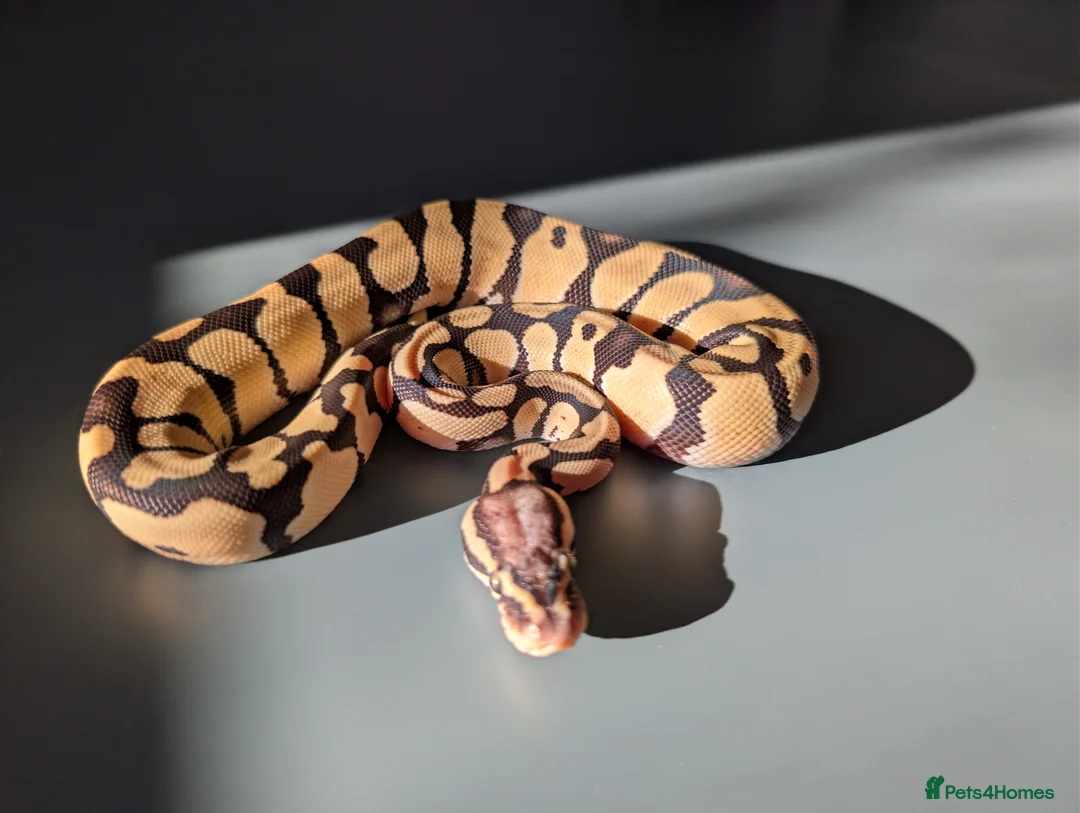 Python Snake reptiles for sale: Pastel Desert Ghost  - Advert 2