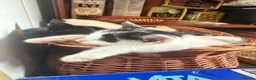 Mixed Breed cats for sale: Ivy's 12 little kittens are ready for a new home! - Advert 4