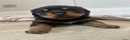 Rottweiler dogs for sale: OUTSTANDING QUALITY GERMAN ROTTWEILER PUPPIES  in Canvey Island - Advert 1
