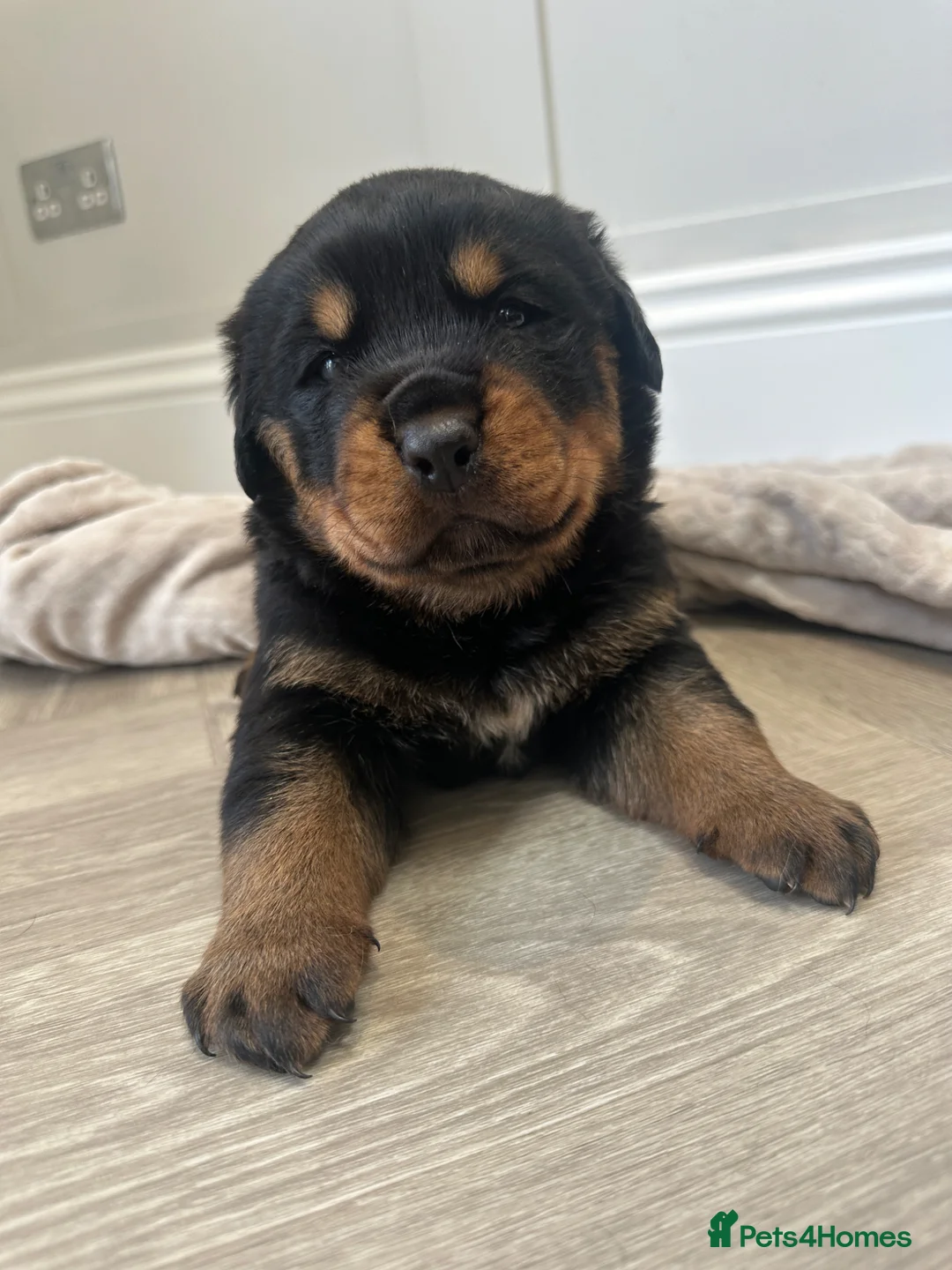Rottweiler dogs for sale: OUTSTANDING QUALITY GERMAN ROTTWEILER PUPPIES  in Canvey Island - Advert 1