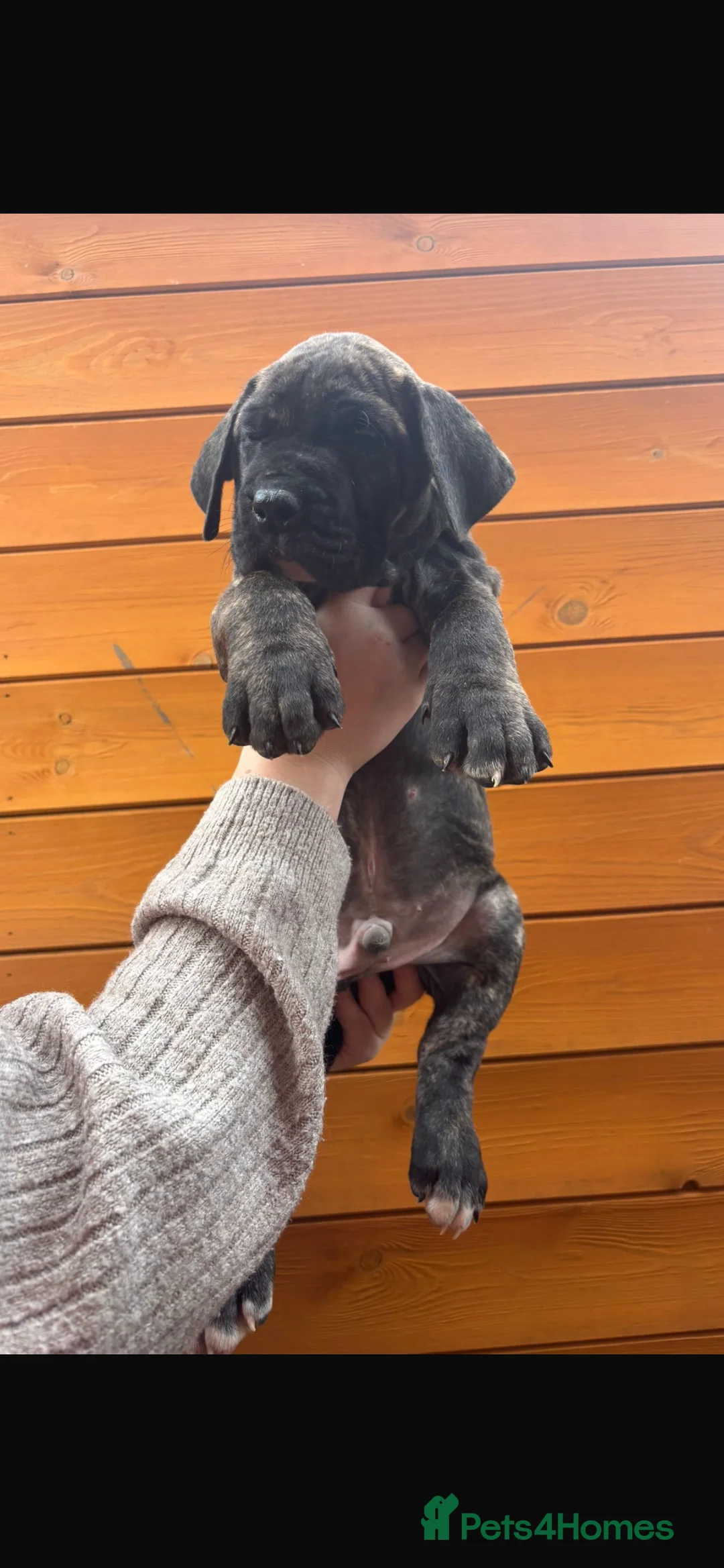 Presa Canario dogs for sale: Presa Canario puppies REDUCED  - Advert 16