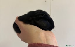 Guinea Pig rodents for sale: 7 week old babies, boys and girls available  - Image 5