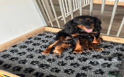 Cocker Spaniel dogs for sale: Cocker Spaniel KC Reg  - Image 9