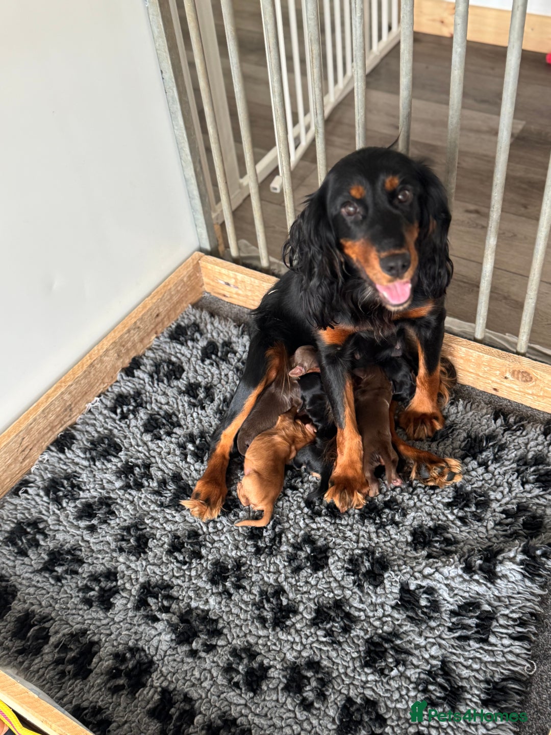 Cocker Spaniel dogs for sale: Cocker Spaniel KC Reg  - Image 9