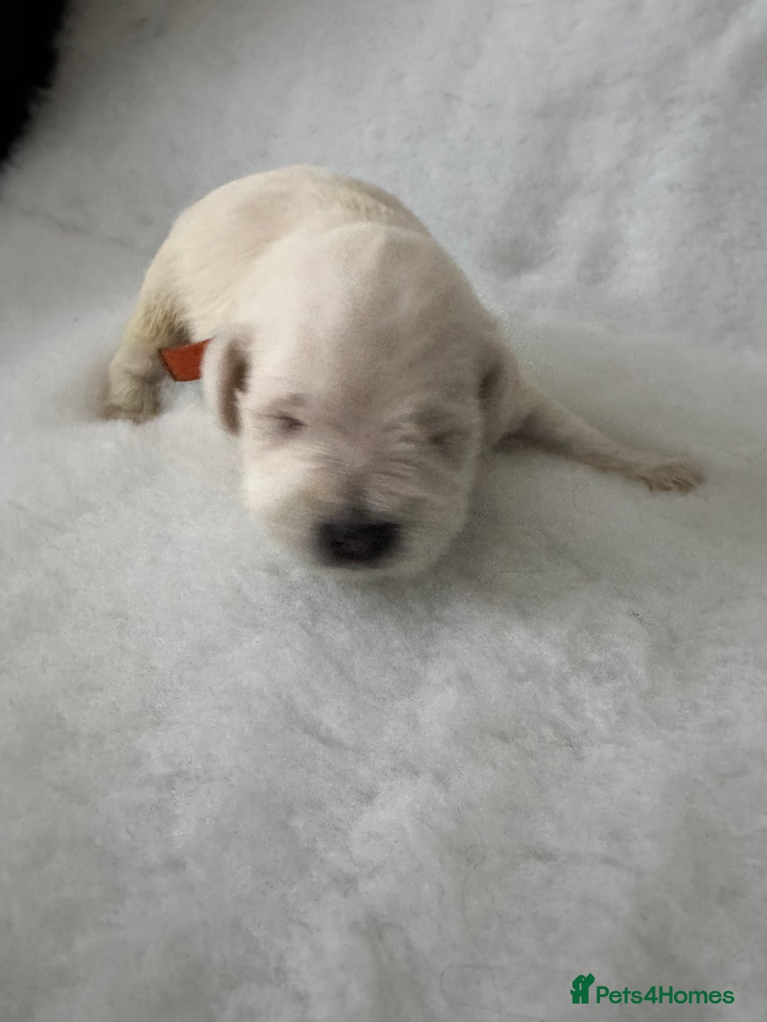 Miniature Schnauzer dogs for sale: KC registered Miniature Schnauzer Puppies - Advert 6