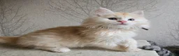 Maine Coon cats for sale: RARE Red High Silver Stunning Maine Coons Boys - Advert 2