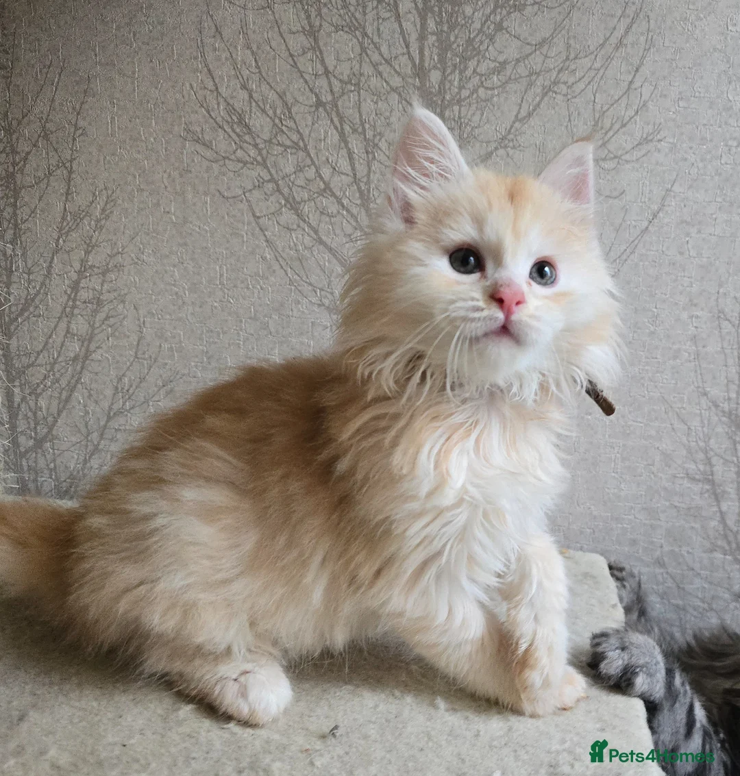 Maine Coon cats for sale: RARE Red High Silver Stunning Maine Coons Boys - Advert 2