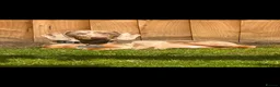 Miniature Dachshund dogs for sale: Miniature Sausage Dog  in Mexborough - Advert 1