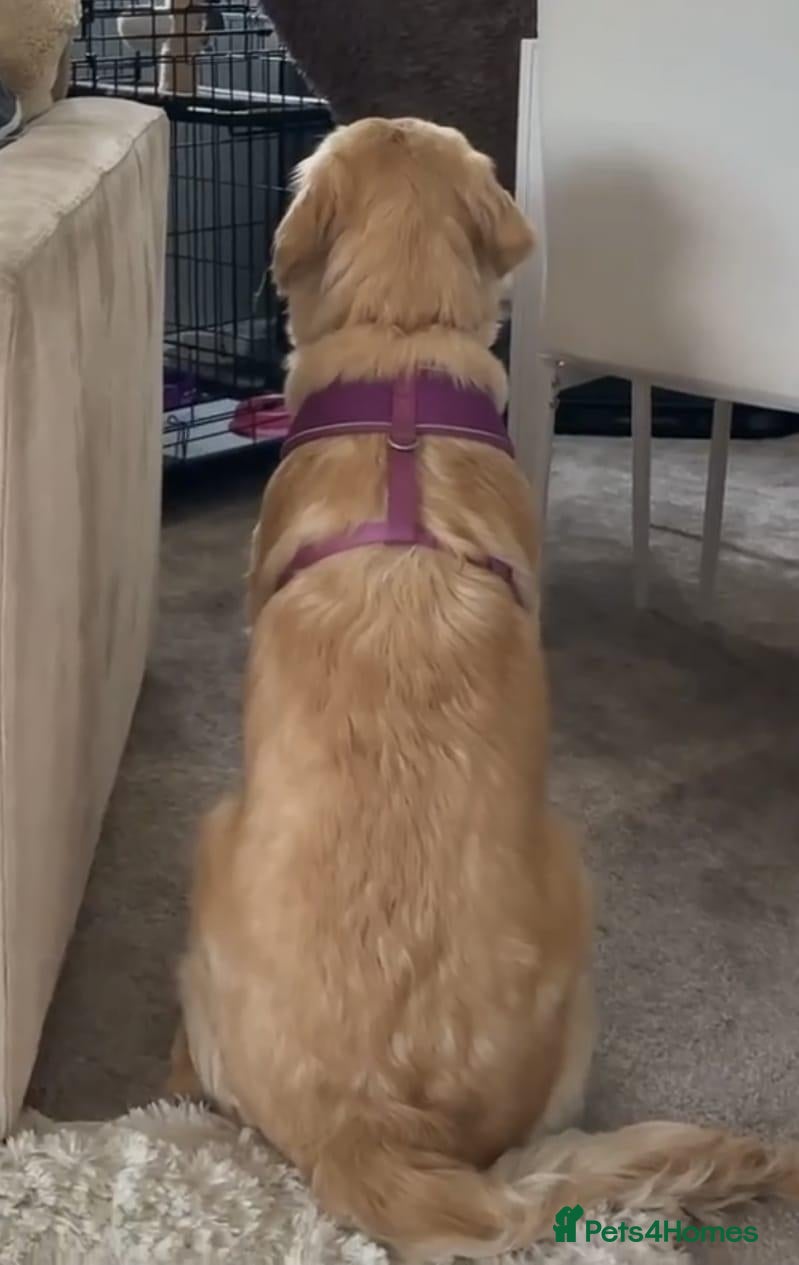 Golden Retriever dogs Golden retriever female  - Advert 8