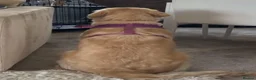 Golden Retriever dogs for sale: Golden retriever female  - Advert 1