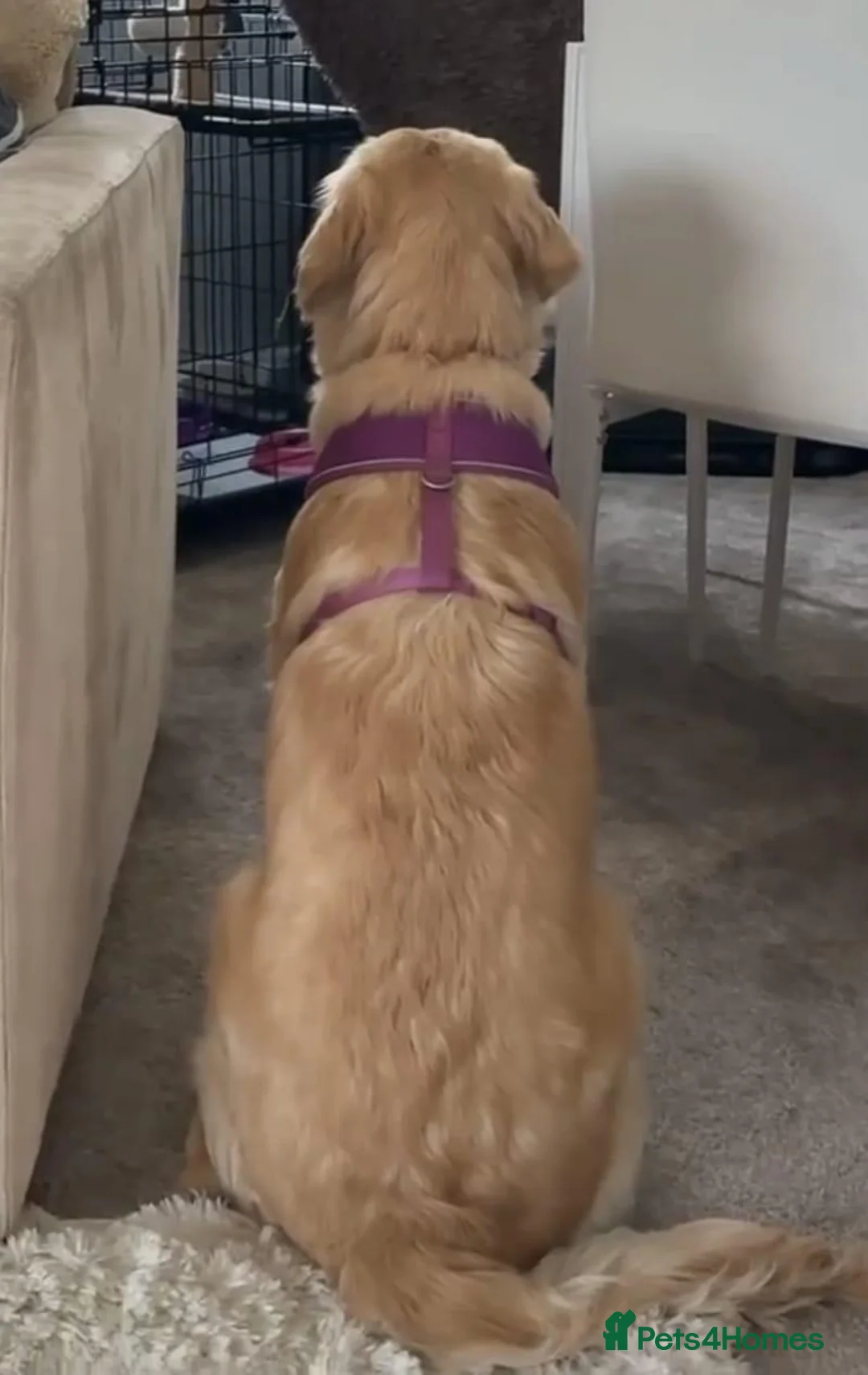 Golden Retriever dogs for sale: Golden retriever female  - Advert 1