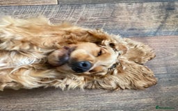 Cocker Spaniel dogs for sale: Waiting list open! KC reg Cocker Spaniel pups - Image 11