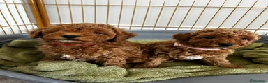 Toy Poodle Puppy 2