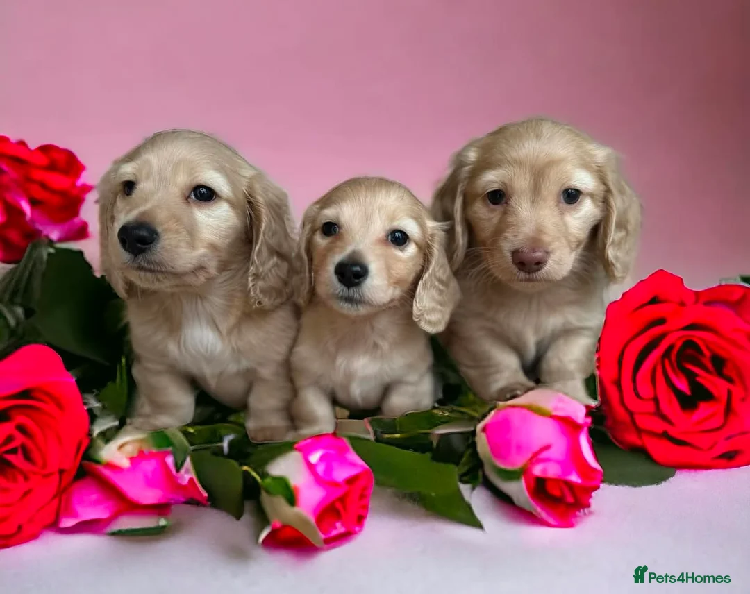 Miniature Dachshund dogs for stud: ee Cream Long Coat Miniature Dachshund Stud in Dalry - Advert 4