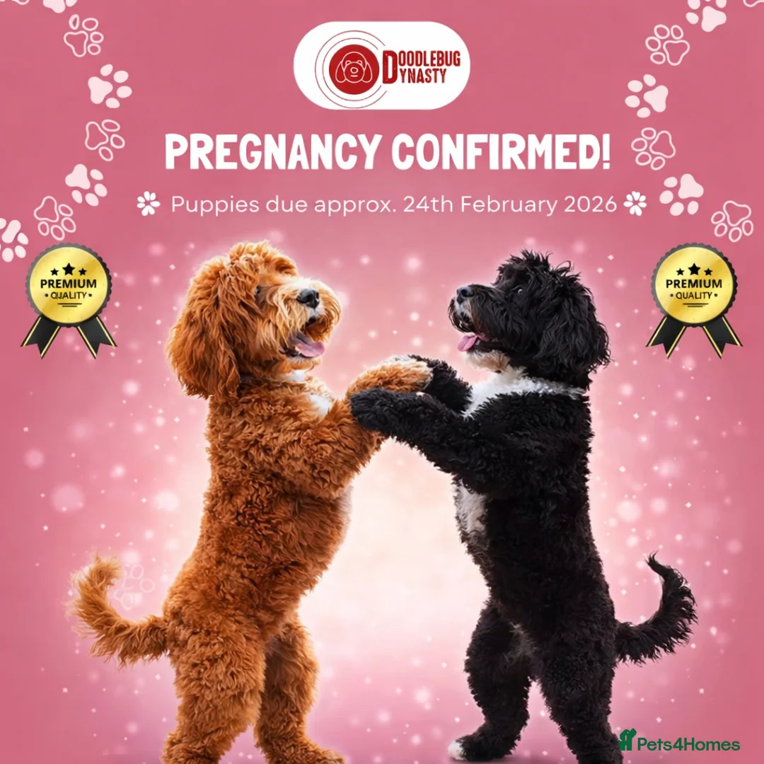 Australian Labradoodle dogs for sale: Multi-Gen Australian Labradoodles – Due Feb 2026 - Advert 1