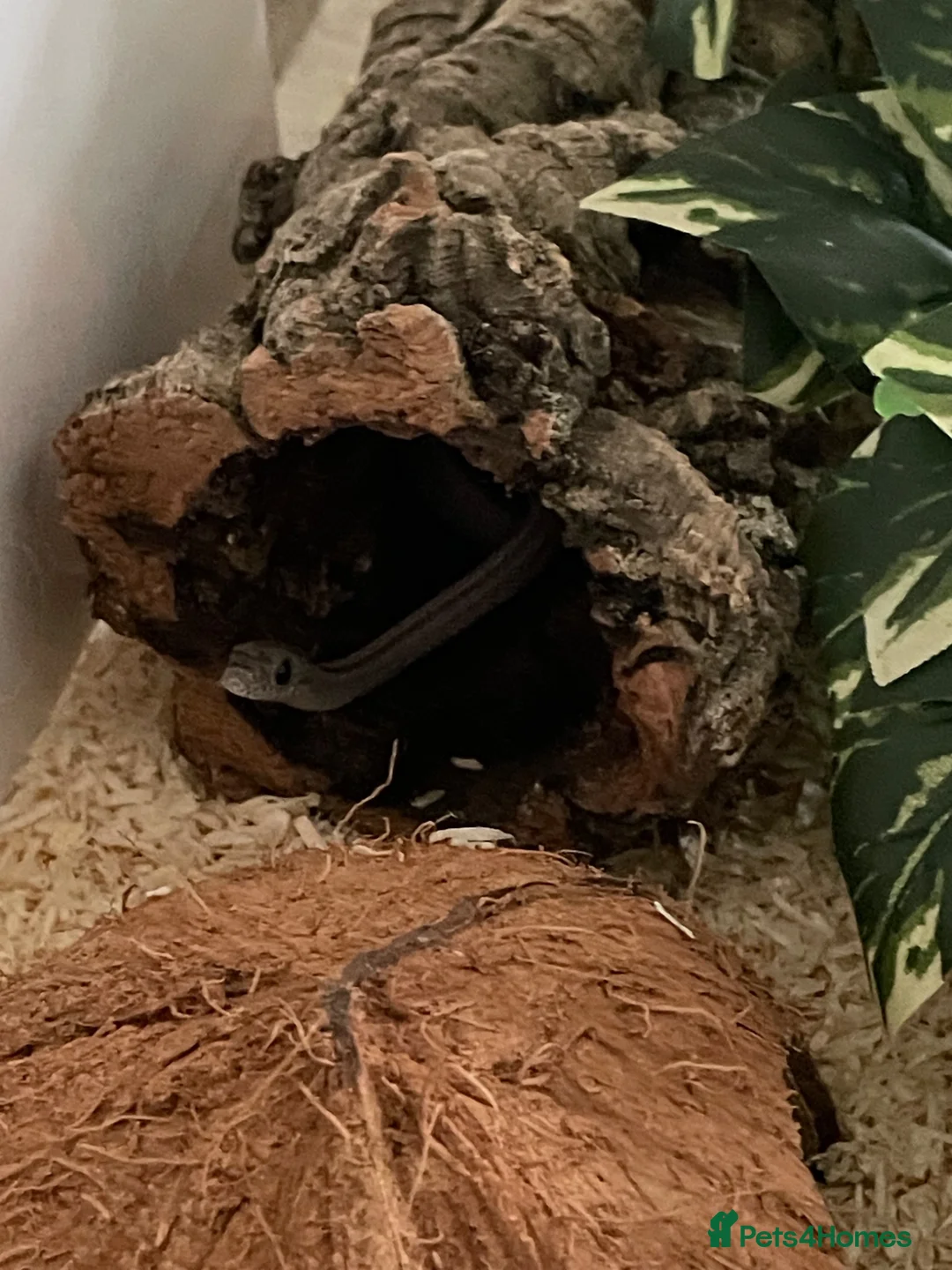 Corn Snake reptiles for sale: Corn snake  in Chippenham - Advert 1