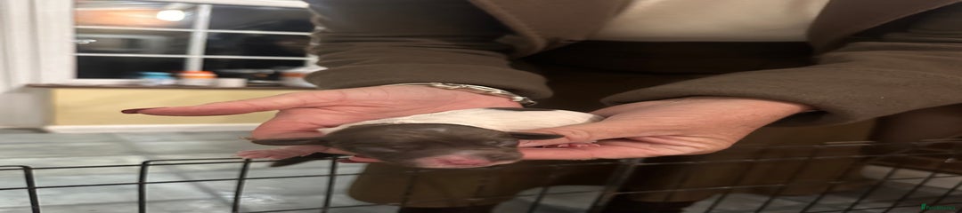 Female liver and white roan