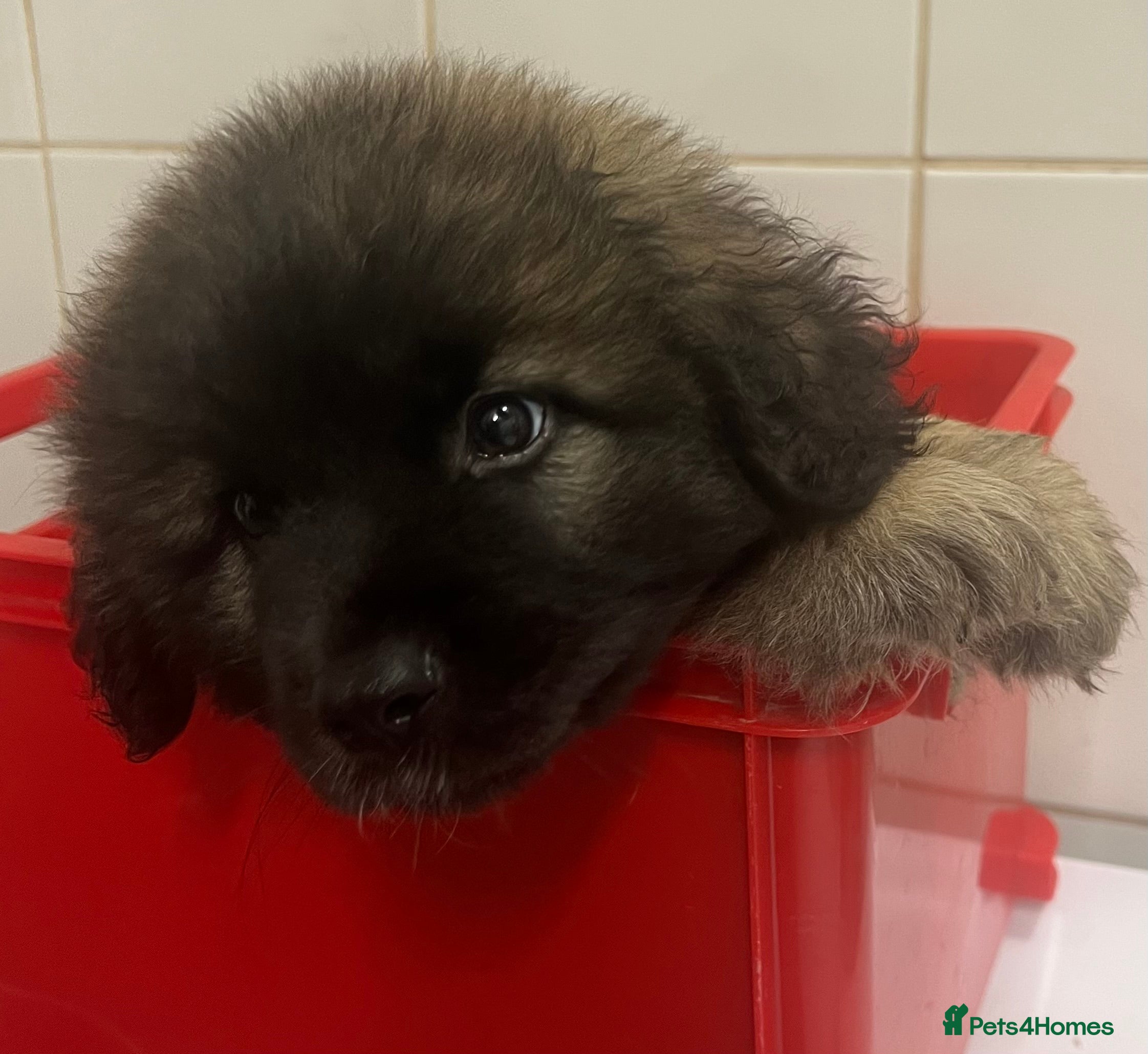 Leonberger dogs Leonberger Puppies For Sale  - Advert 1