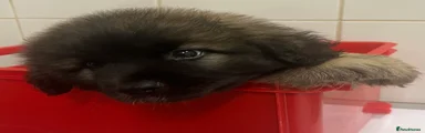 Leonberger Puppy 6