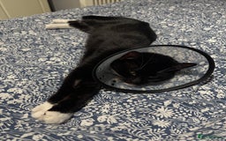 Maine Coon cats for sale: 13week-old fluffy black kitten/part Maine Coon - Image 5