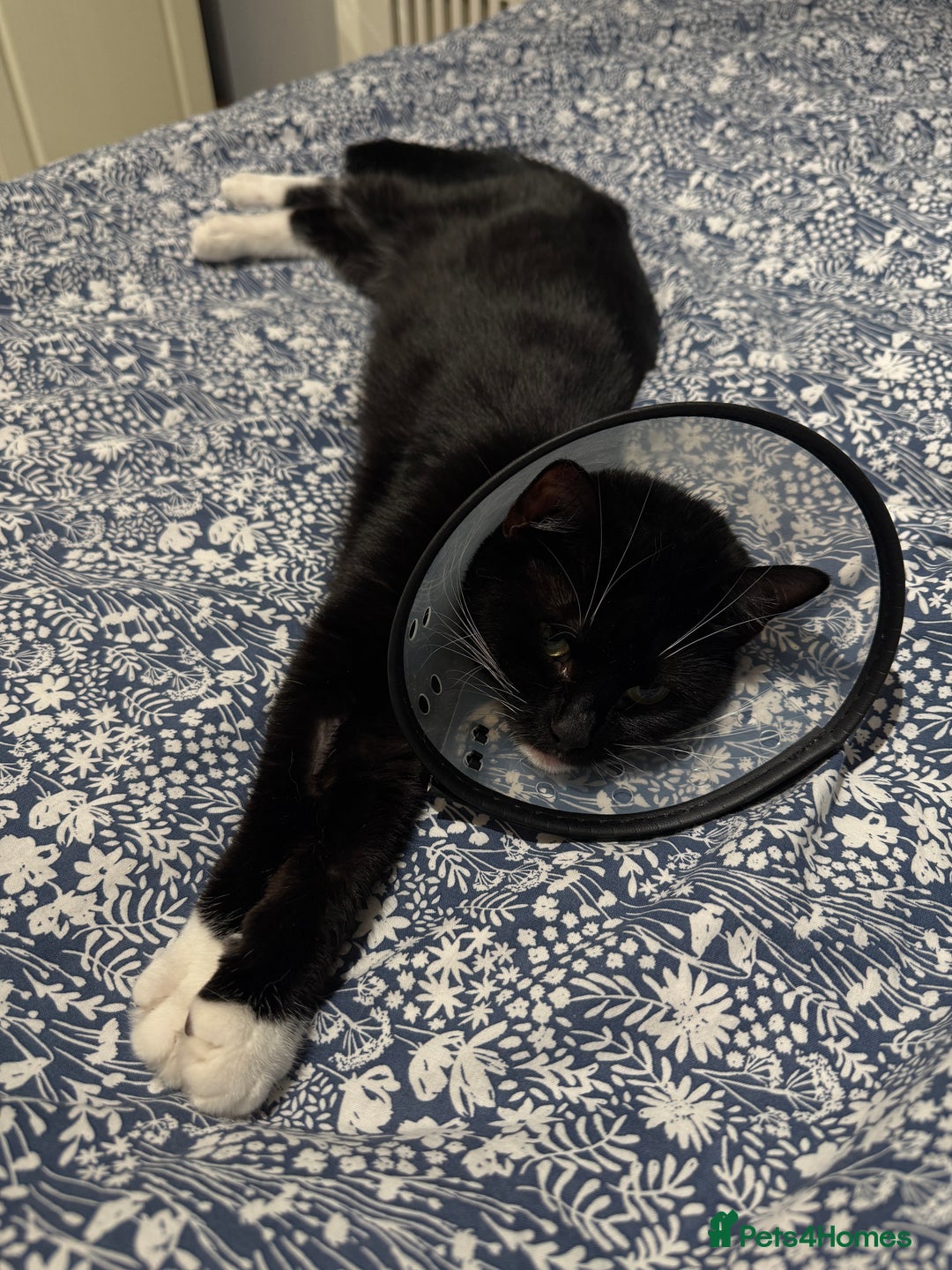 Maine Coon cats for sale: 13week-old fluffy black kitten/part Maine Coon - Image 5