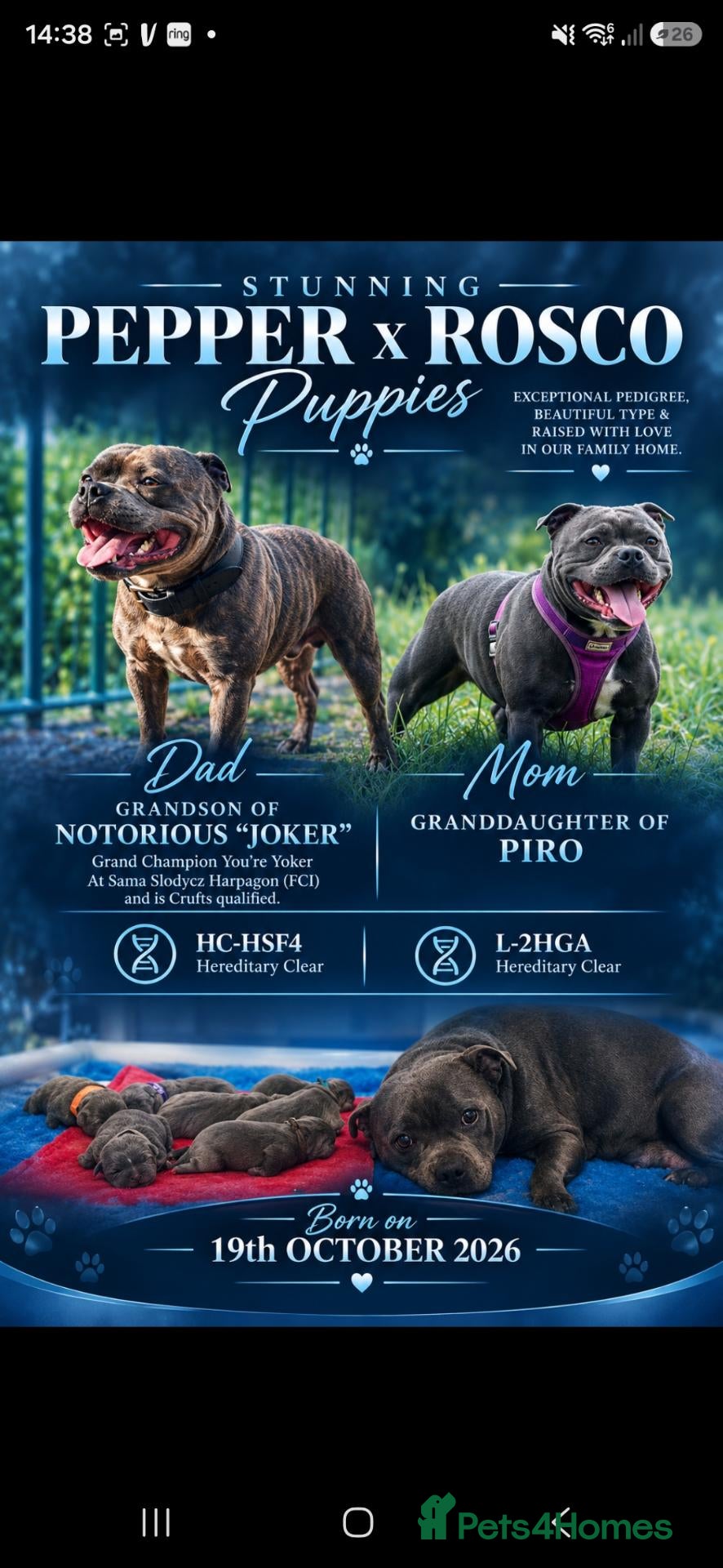 Staffordshire Bull Terrier dogs Stunning Blue Staffie Pups 🐾 - Advert 14