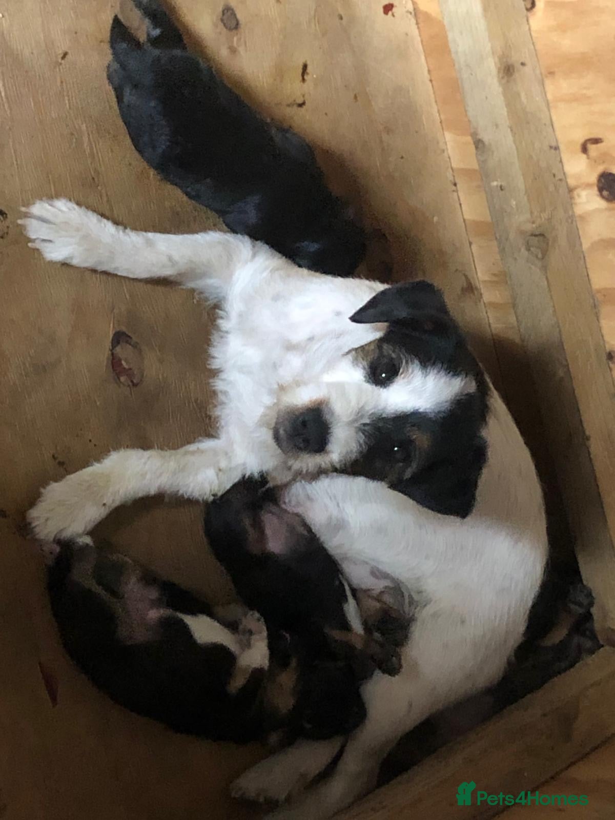 Patterjack dogs Patajack Puppies   - Advert 16
