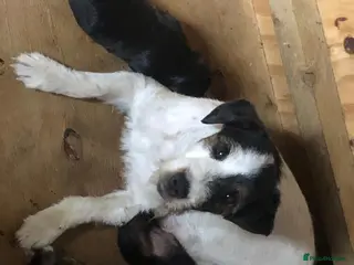 Patajack Patterjack Puppies for sale | Pets4Homes
