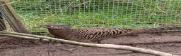 Pheasants poultry for sale: Lady Amherst Pheasants - pair - Advert 3