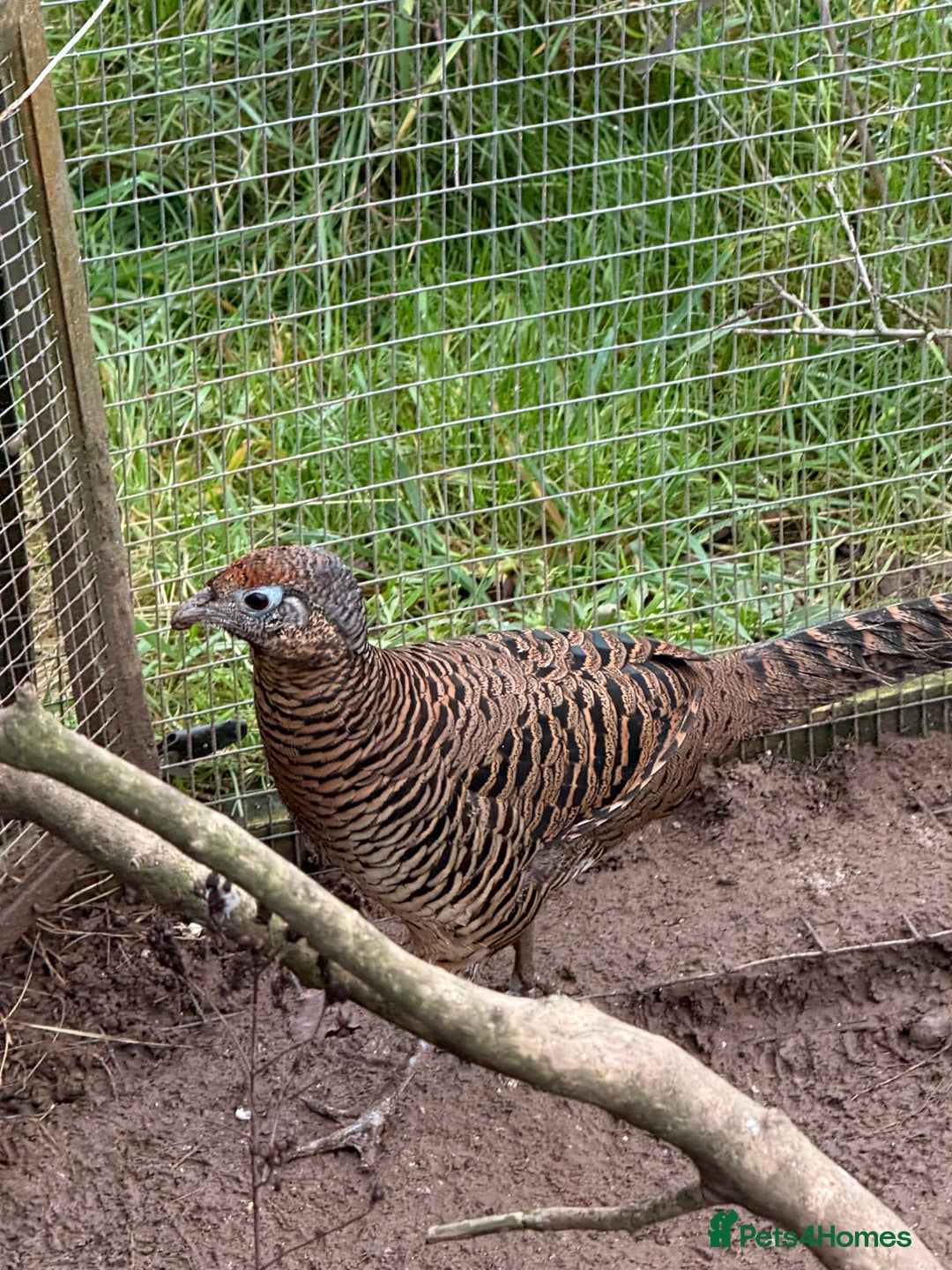 Pheasants poultry for sale: Lady Amherst Pheasants - pair - Advert 3