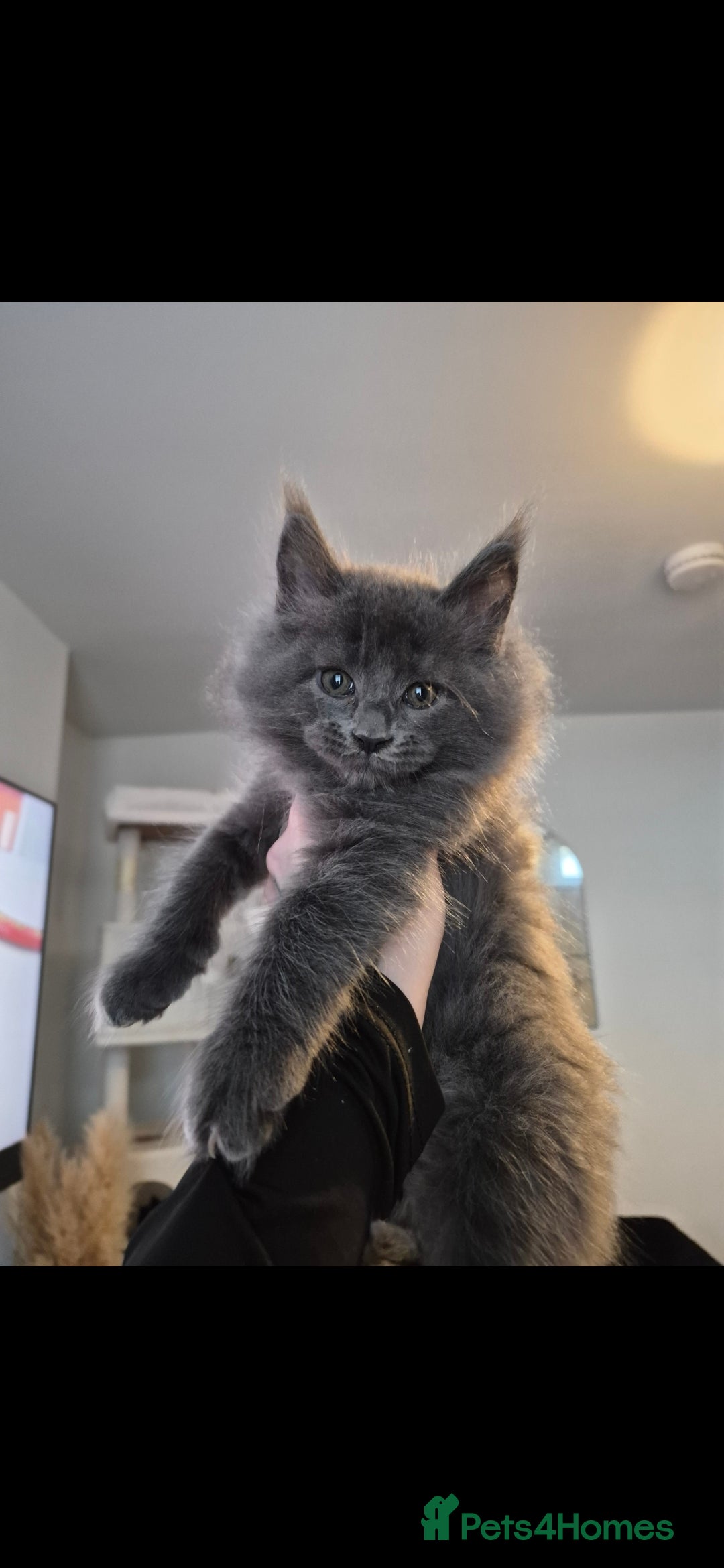 Maine Coon cats 4 beautiful maine coons left 😍  - Advert 9