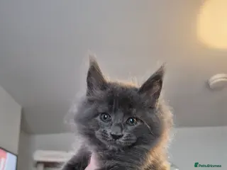 Maine Coon cats 4 beautiful maine coons left 😍 - Advert 9