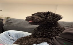 Cockapoo dogs for sale: Cockapoo  - Image 4