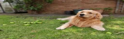 Golden Retriever dogs for stud: Stud Service - Champion Bloodline Golden Retriever - Advert 6