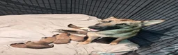 Belgian Shepherd Dog dogs for sale: Belgian Malinois Puppies Working Line Viewings - Advert 1