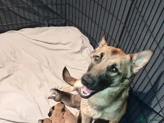 Belgian Shepherd Dog dogs Belgian Malinois Puppies Working Line Viewings - Advert 18