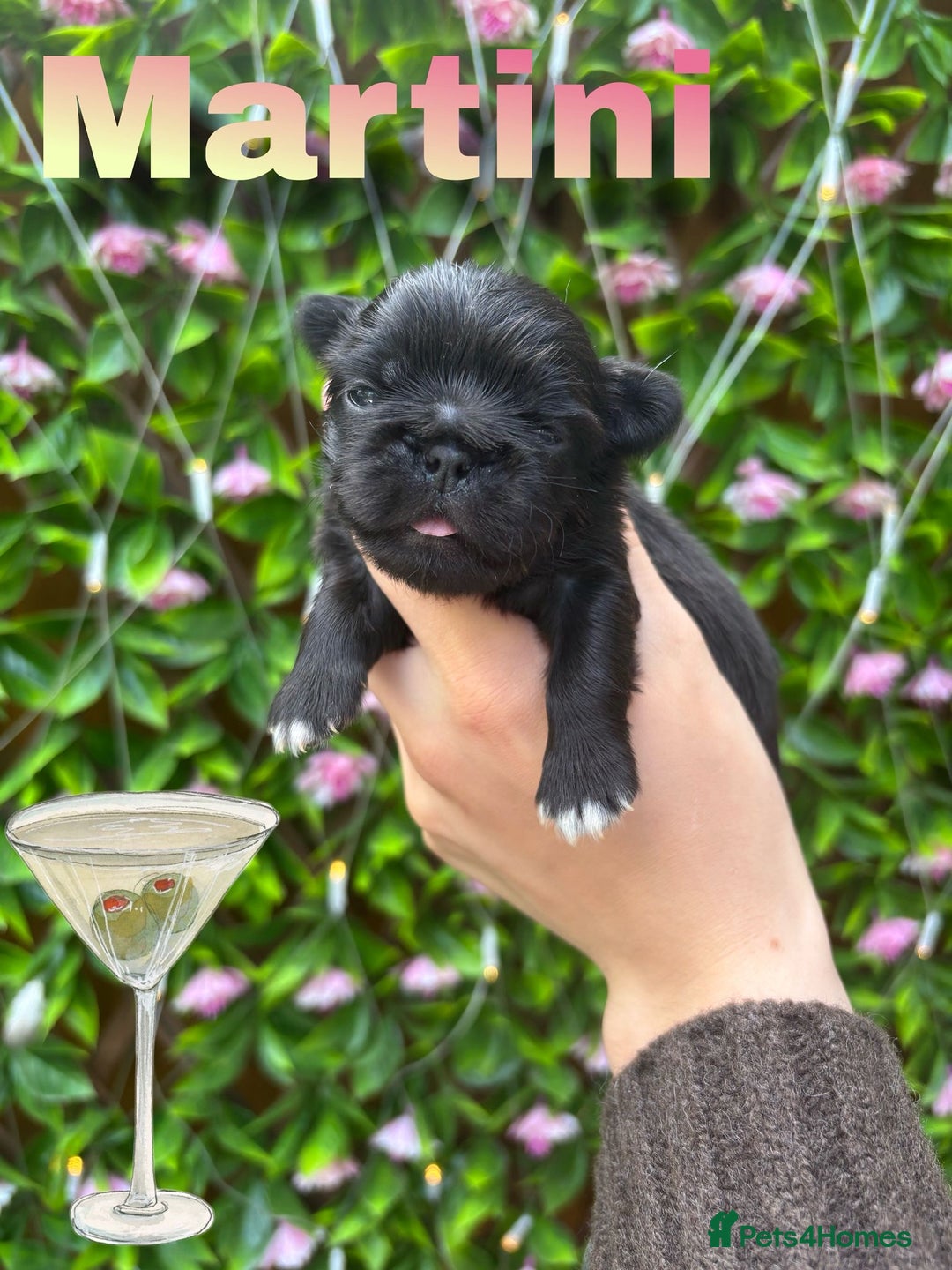 Pug dogs for sale: Kc registered pugs  - Image 9