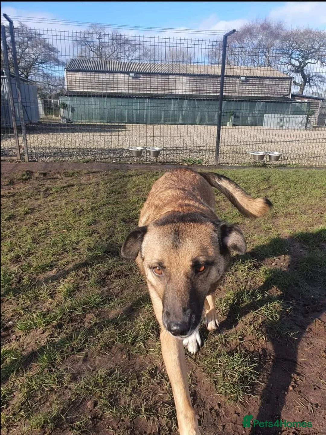 Mixed Breed dogs for adoption: Meet Jakob, currently residing in Cranage, Crew in Crewe - Advert 22