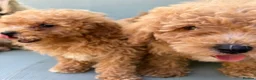 Mixed Breed dogs for sale: Rare Stunning Toy Cavapooshon Family Bred Puppies in Maidstone - Advert 26