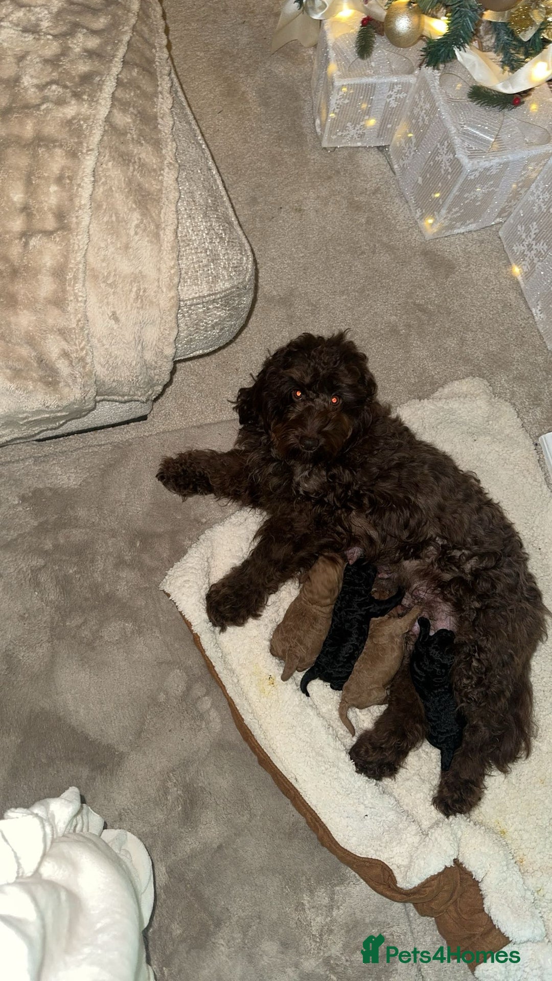 Cockapoo dogs for sale: Cockapoo puppy’s  - Advert 1