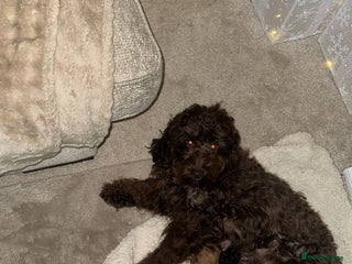 Cockapoo dogs Cockapoo puppy’s - Advert 2