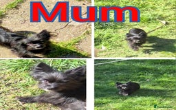 Chihuahua dogs for sale: Small chihuahua puppies  - Advert 8