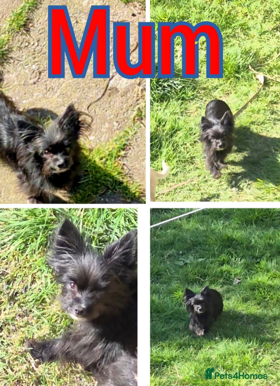 Chihuahua dogs for sale: Small chihuahua puppies  - Advert 8