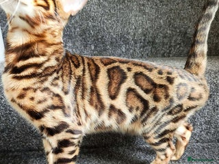 Bengal cats - Advert 15