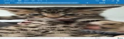 Bengal cats for sale: READY NOW - Advert 3