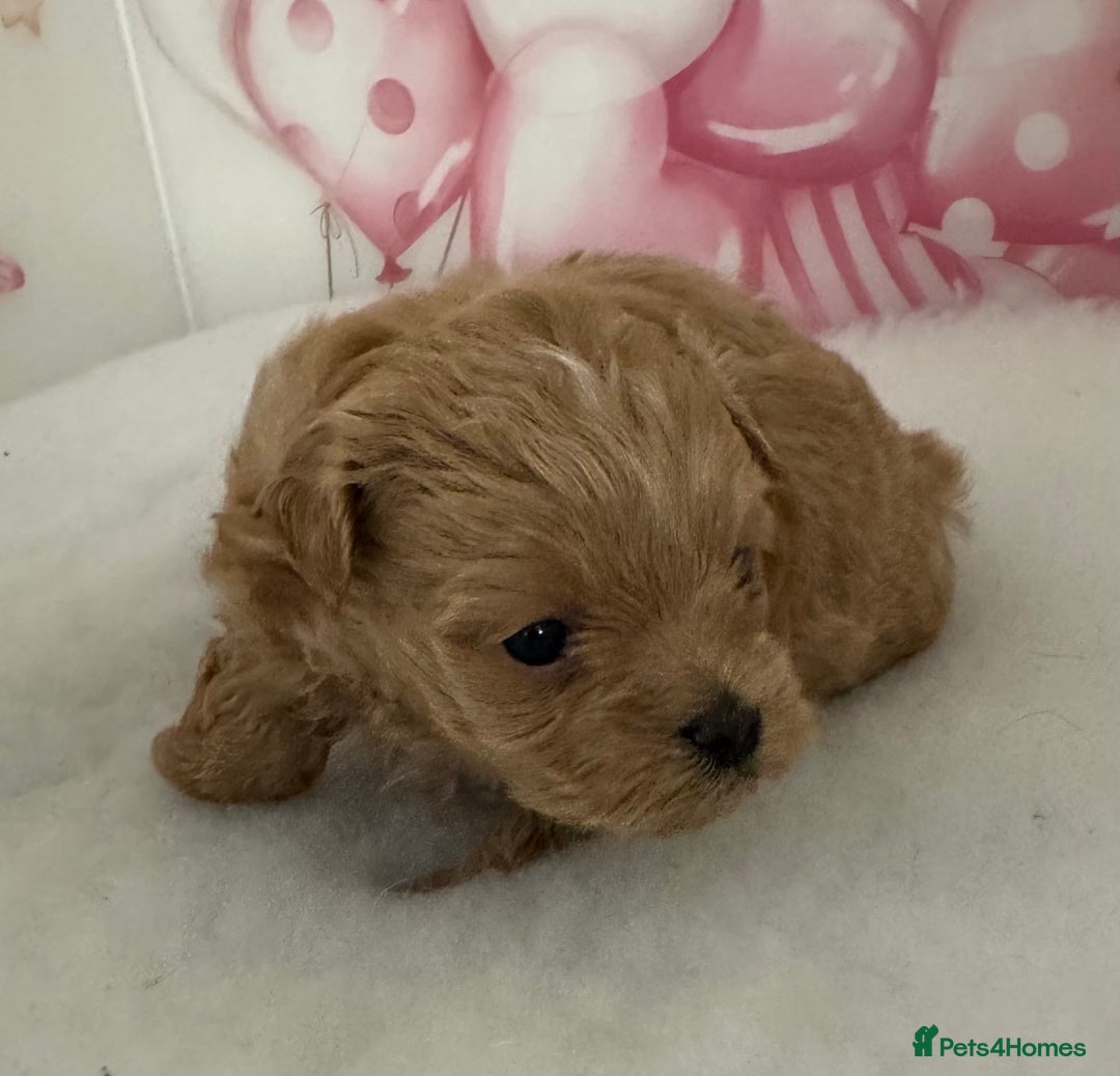 Maltipoo dogs for sale: Two boys left to reserve  - Advert 8