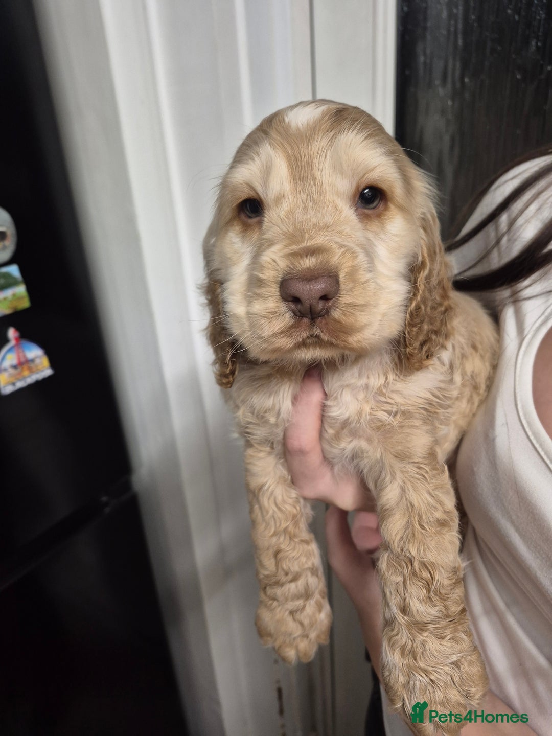 Cocker Spaniel dogs for sale: Show Cocker spaniel puppies orange roan - Advert 1