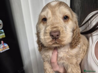 Cocker Spaniel dogs Show Cocker spaniel puppies orange roan - Advert 10