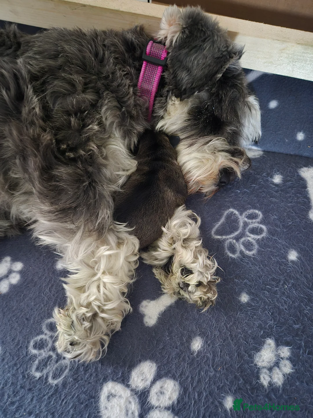 Miniature Schnauzer dogs for sale: KC Registered Miniature Schnauzer Puppies - Advert 13